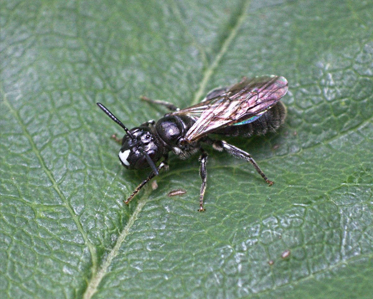 Ceratina cucurbitina (Xylocopinae)